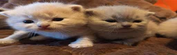 British Shorthair cats for sale: British Shorthair Lilac and Cream GCCF registered  - Advert 6