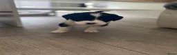 Mixed Breed dogs for sale: The cutest things looking for loving homes - Advert 13