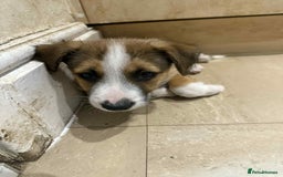 Mixed Breed dogs for sale: Ready for new loving homes now - Image 8