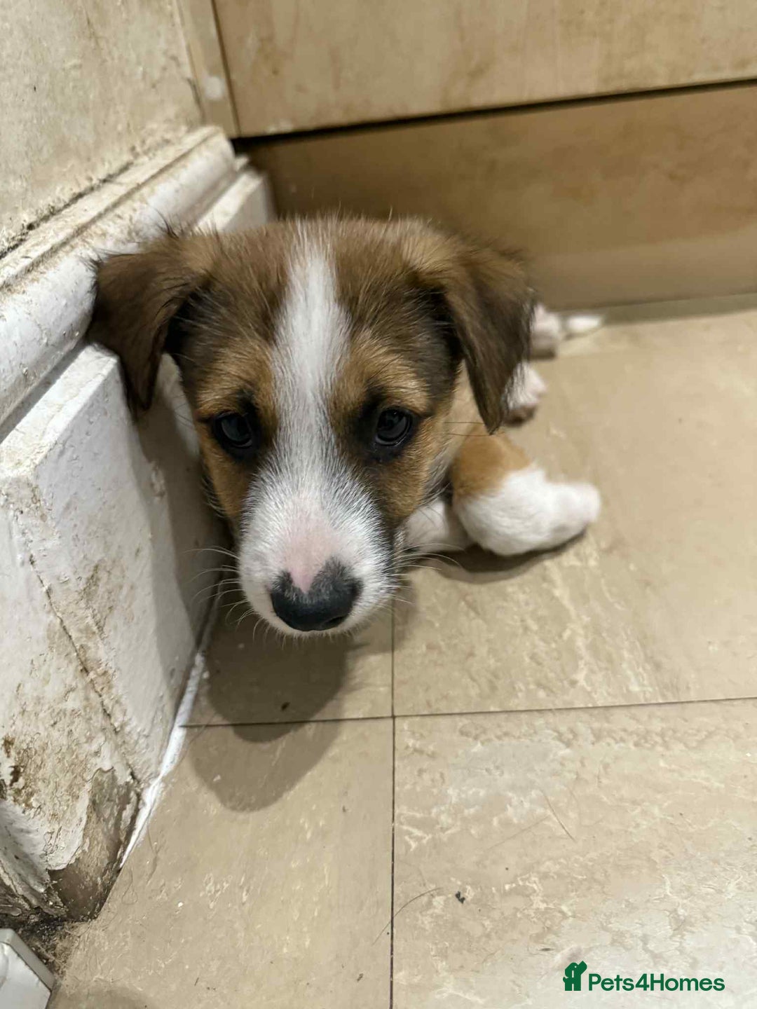 Mixed Breed dogs for sale: Ready for new loving homes now - Image 8