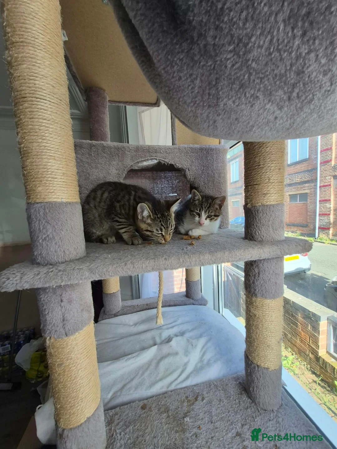 Domestic Shorthair cats for adoption: Poppy and Pip brother and sister for adoption ❤️ - Advert 2
