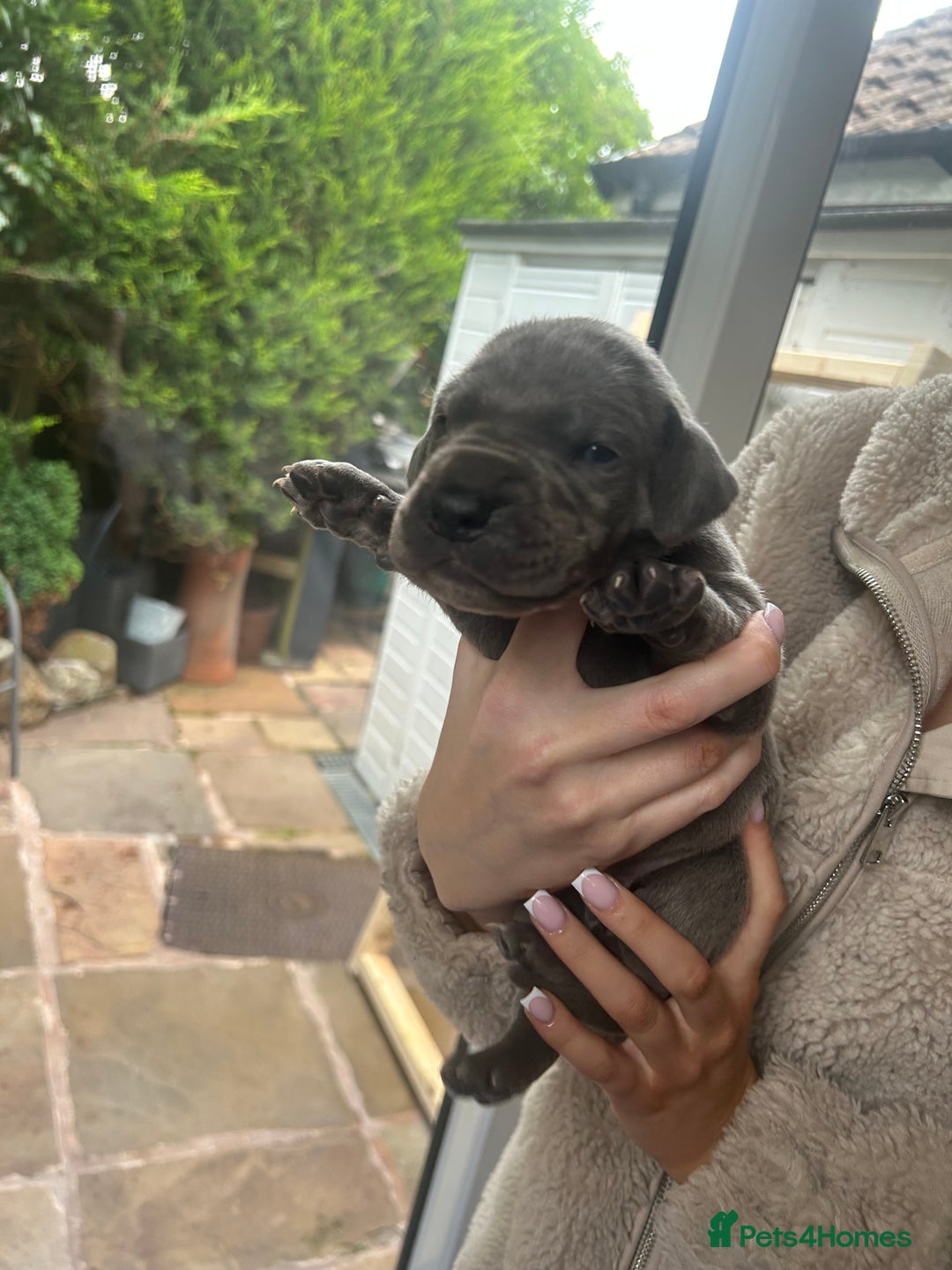 Great Dane dogs for sale: Champion Great Dane puppies for sale - Image 7