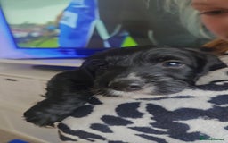 Cockapoo dogs for sale: Beautiful Cockapoo boys - Image 8