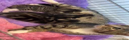 Mixed Breed cats for sale: Beautiful tabby kittens ready 21st July in Sheffield - Advert 2
