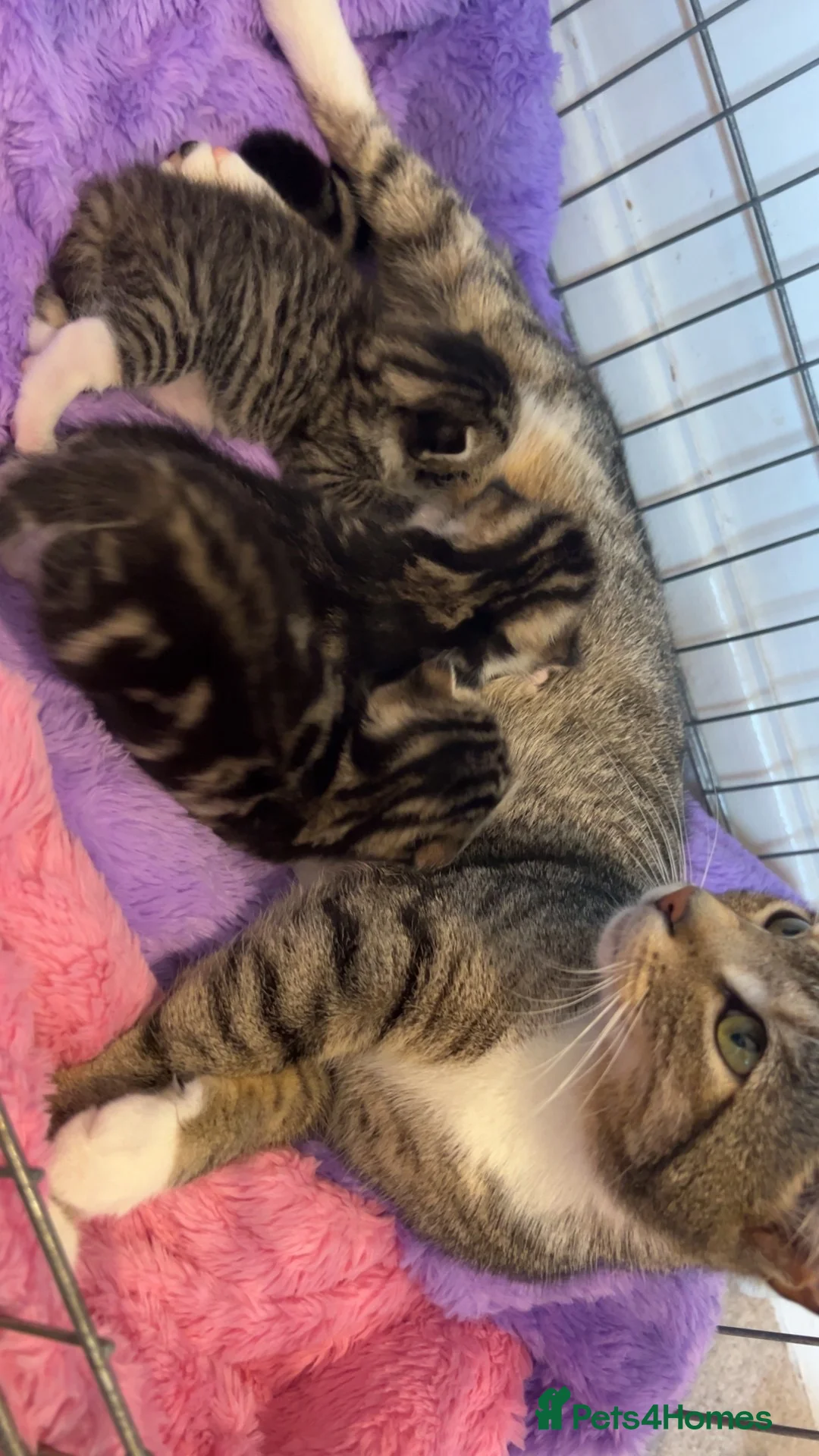 Mixed Breed cats for sale: Beautiful tabby kittens ready 21st July in Sheffield - Advert 2