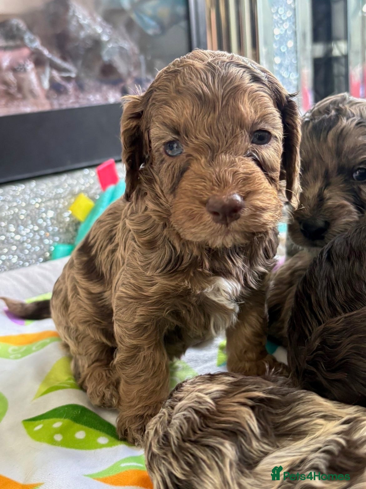 Cockapoo dogs Quality F1 best in the west mids beautiful pups - Advert 11