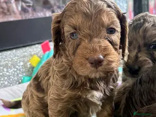 Cockapoo dogs Quality F1 best in the west mids beautiful pups - Advert 11