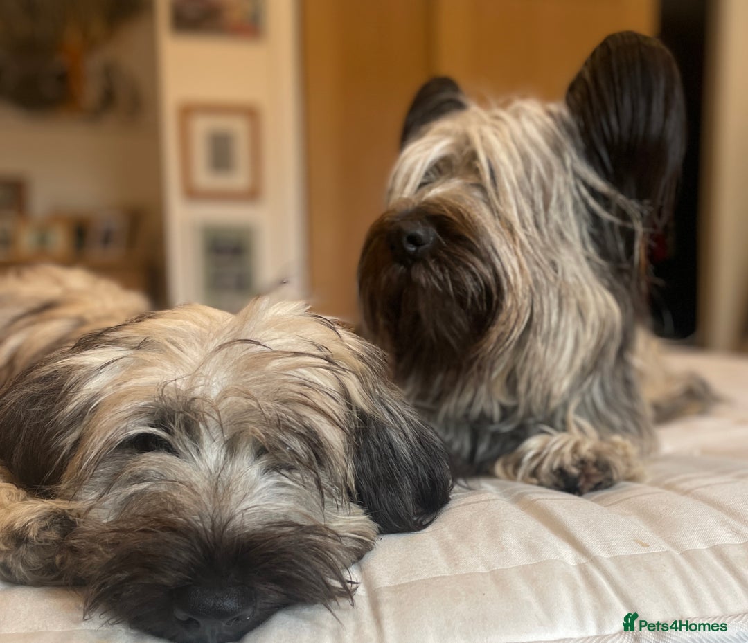 Skye Terrier dogs for sale: Skye Terrier Puppies due-Save this Scottish Breed! - Advert 5