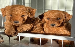 Miniature Poodle dogs for sale: 1 reserved 2 remaining ready 15th October  - Image 14
