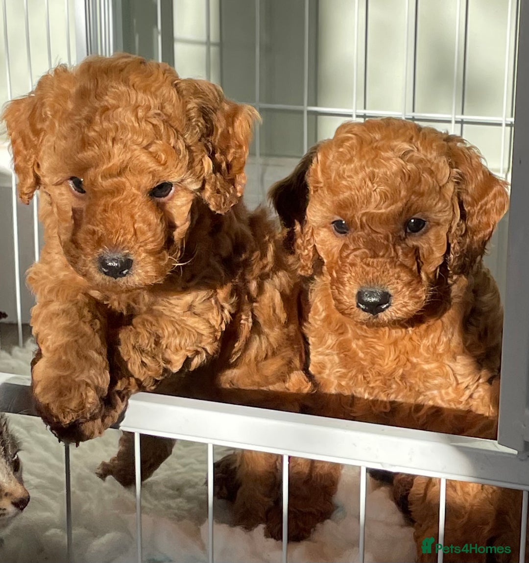 Miniature Poodle dogs for sale: 1 reserved 2 remaining ready 15th October  - Image 14