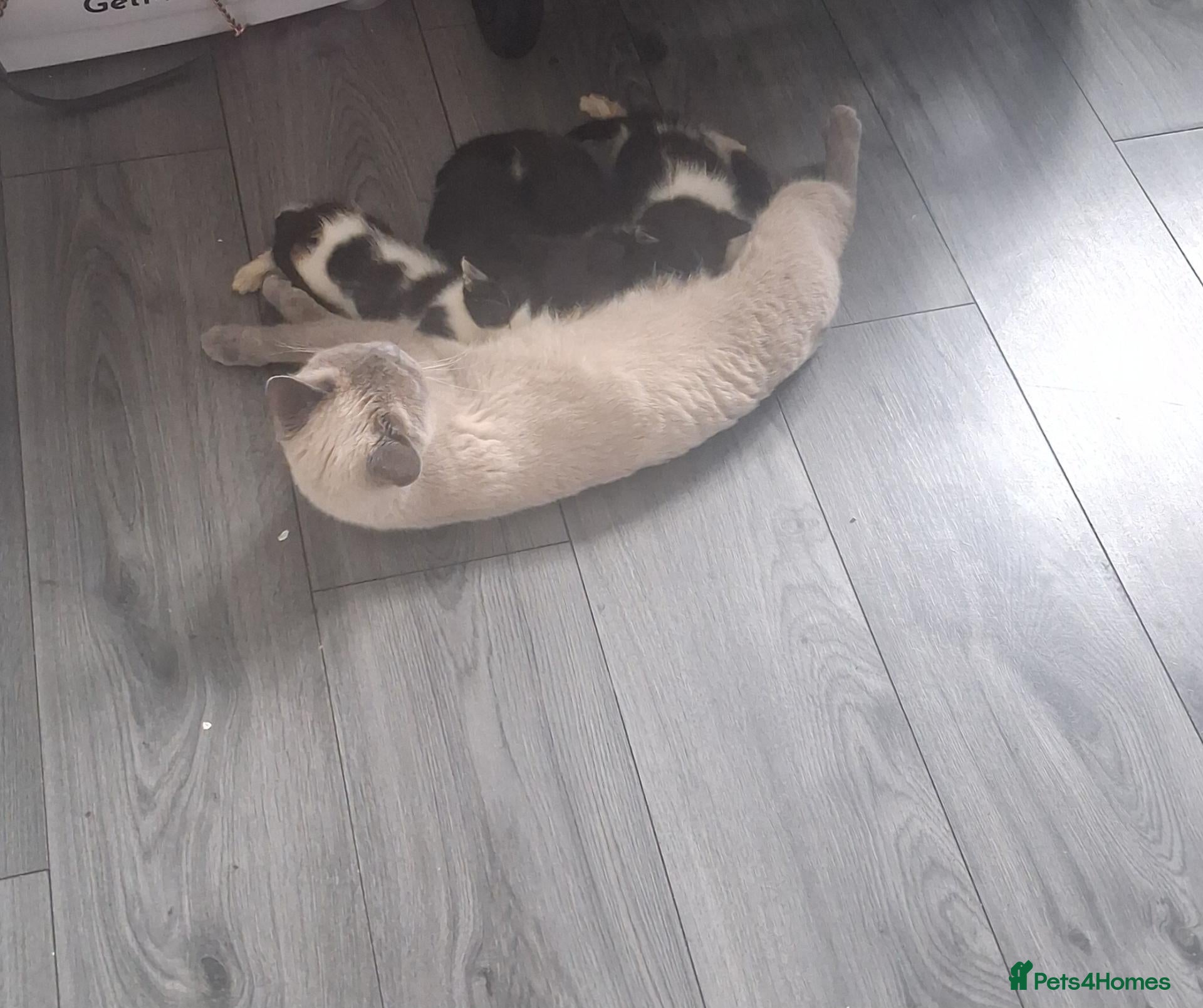 Mixed Breed cats British Shorthair cross kittens  - Advert 3