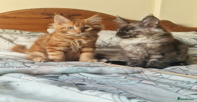 Maine Coon cats - Advert 16