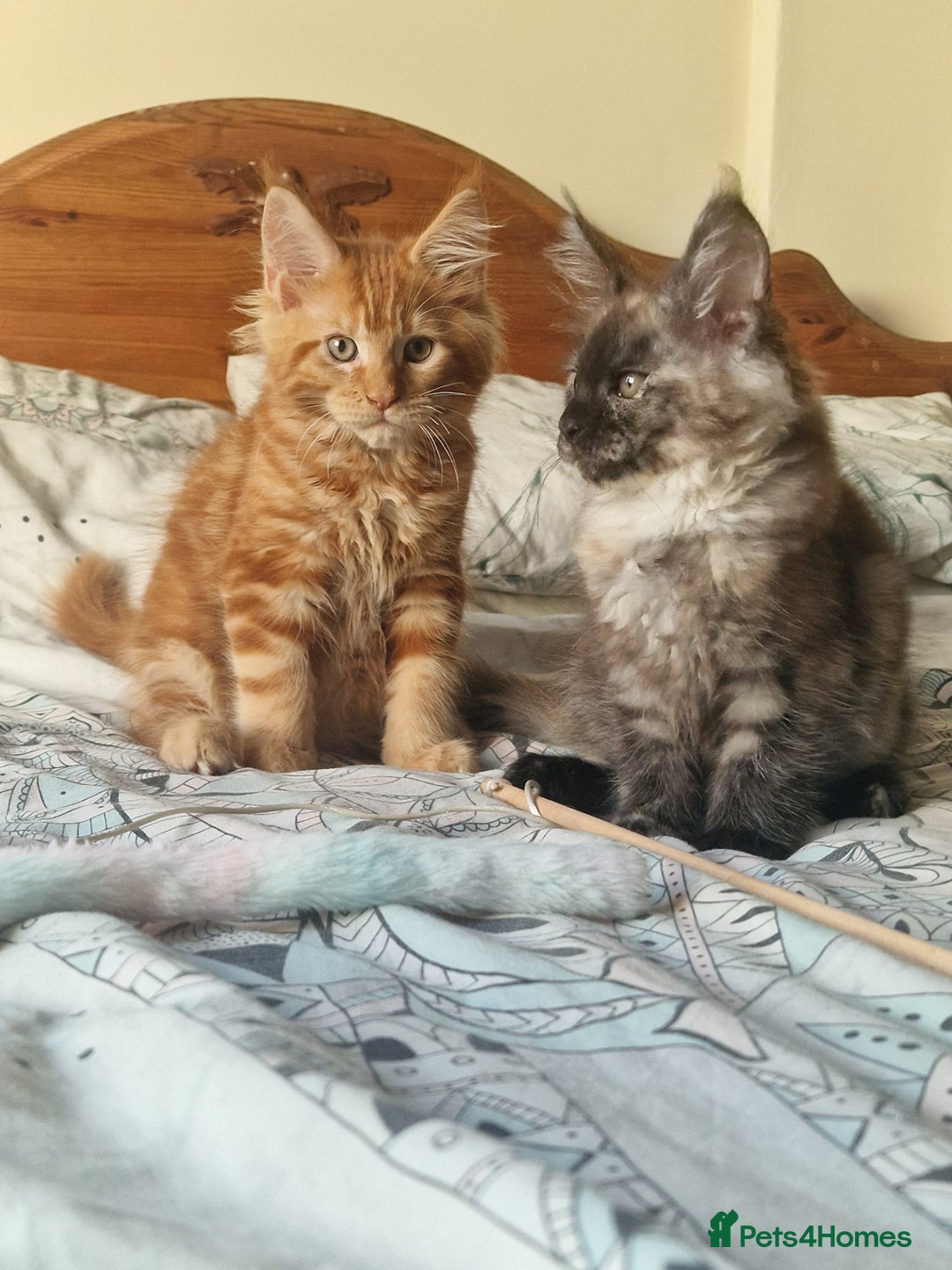 Maine Coon cats for sale: Ready Now! Smoke dark tortoishell Girl  - Image 3