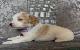 Cockapoo dogs for sale: stunning cockapoo puppies  - Image 11