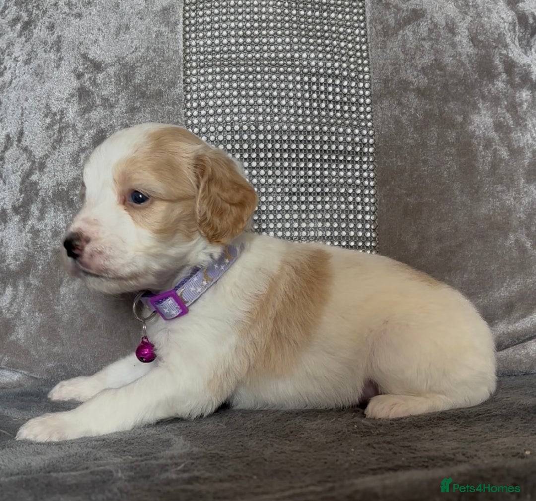 Cockapoo dogs for sale: stunning cockapoo puppies  - Image 11