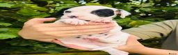 Dalmatian dogs for sale: 🖤 Ready now ONE BOY LEFT Dalmatian Puppies 🖤 - Advert 18
