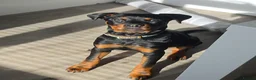 Rottweiler dogs for sale: Rottweiler - Female 5 months old - Advert 4