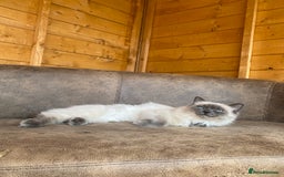 Ragdoll cats for sale: Ragdoll looking for new home  - Image 3