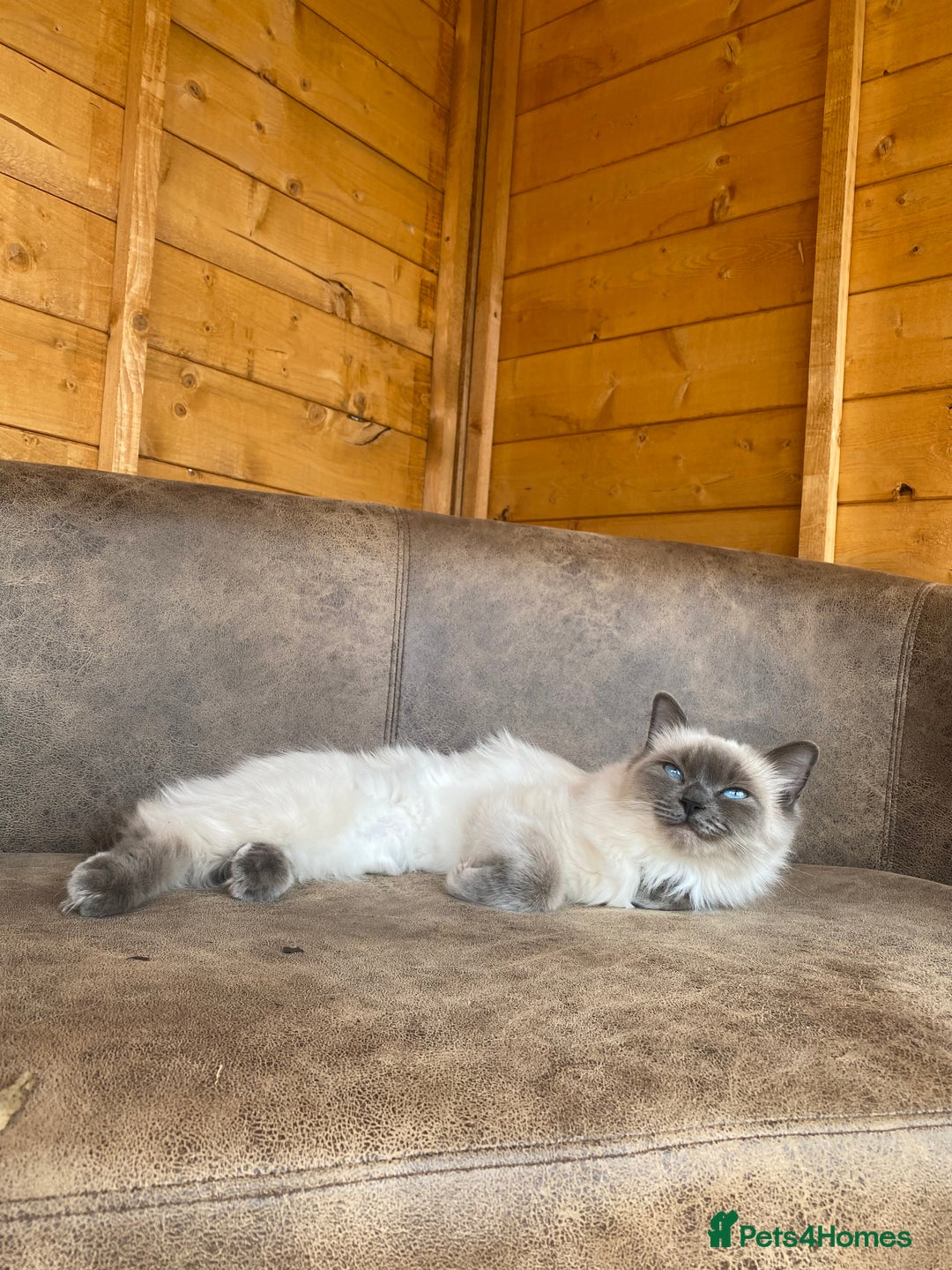 Ragdoll cats for sale: Ragdoll looking for new home  - Image 3
