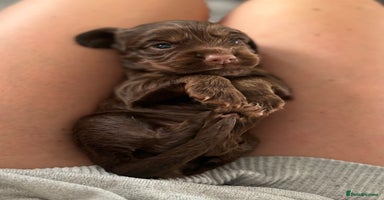 Cocker Spaniel dogs - Advert 14