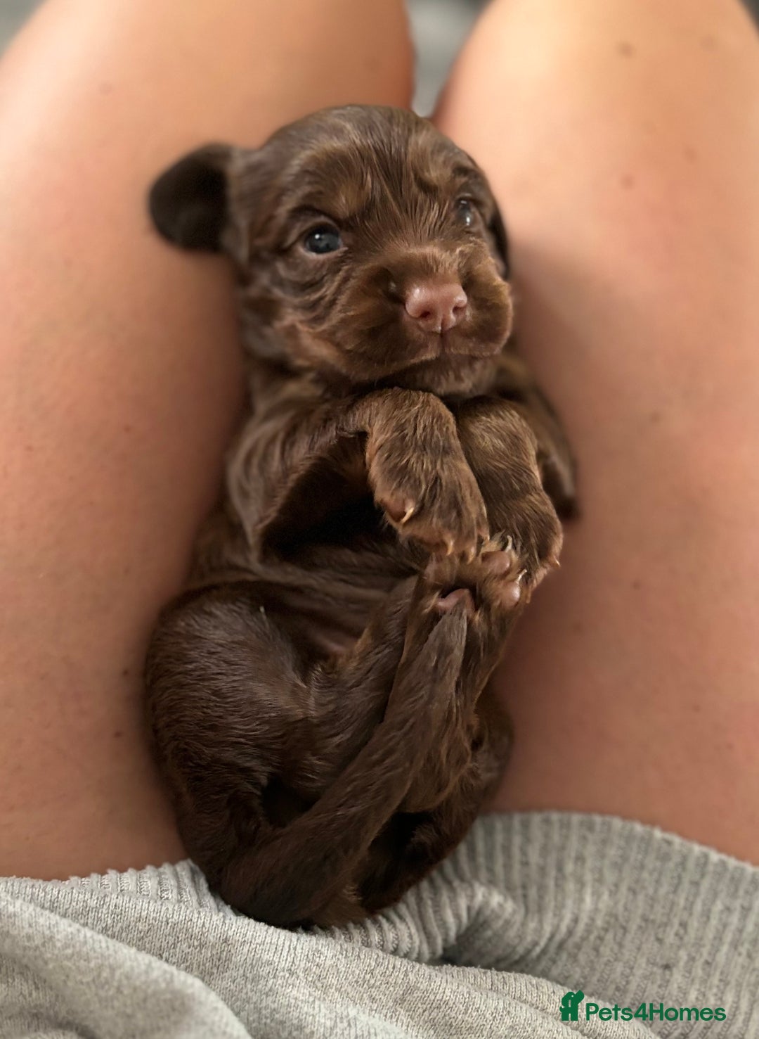 Cocker Spaniel dogs for sale: Cocker spaniel puppies  - Image 3