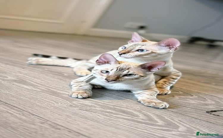 Bengal cats - Advert 11