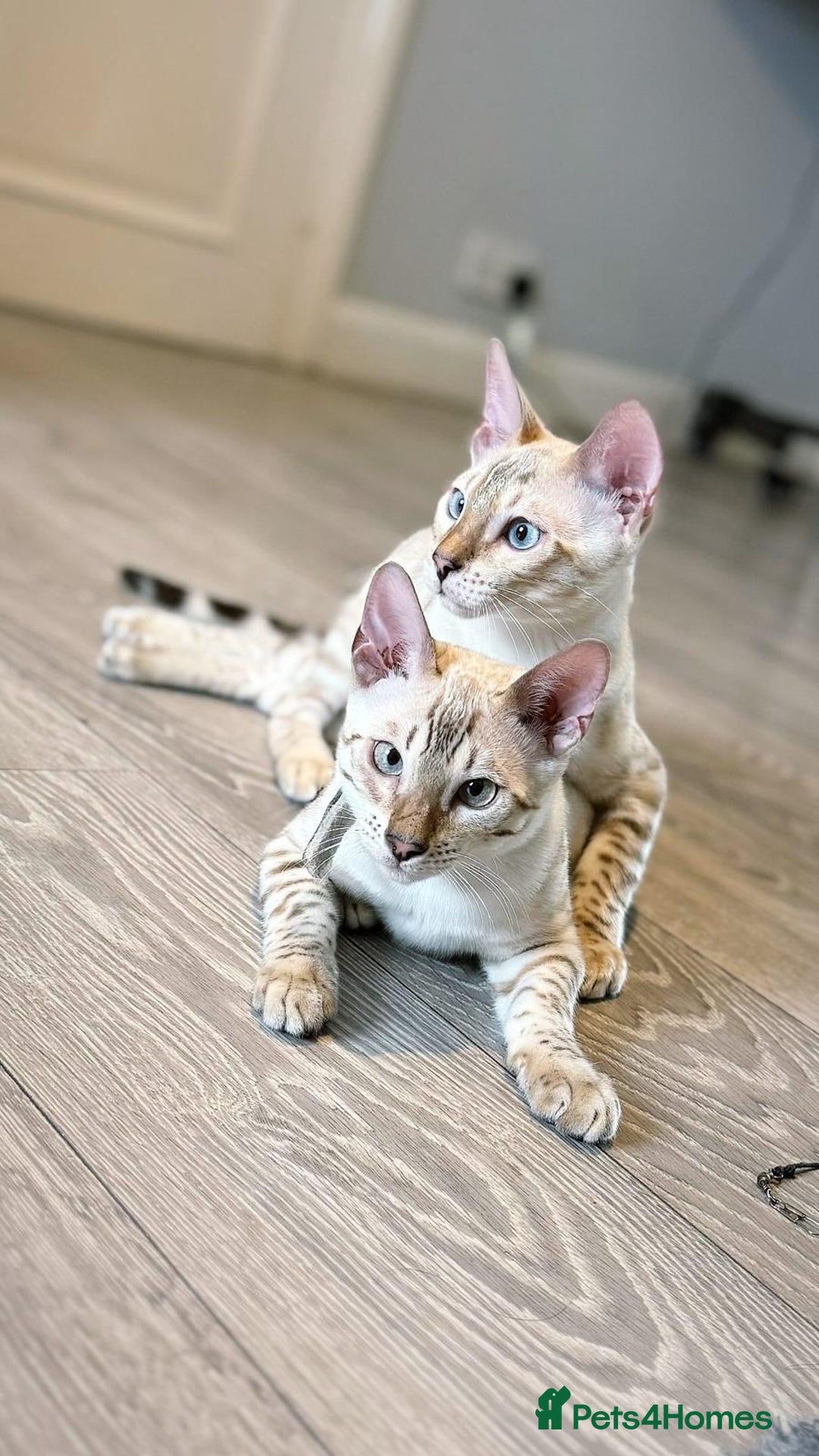 Bengal cats for sale: Tica Registered Pedigree Snow Bengal kittens  - Image 1