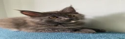 Maine Coon cats for sale: TICA - Only 1 stunning Maine coon girl left - Advert 2