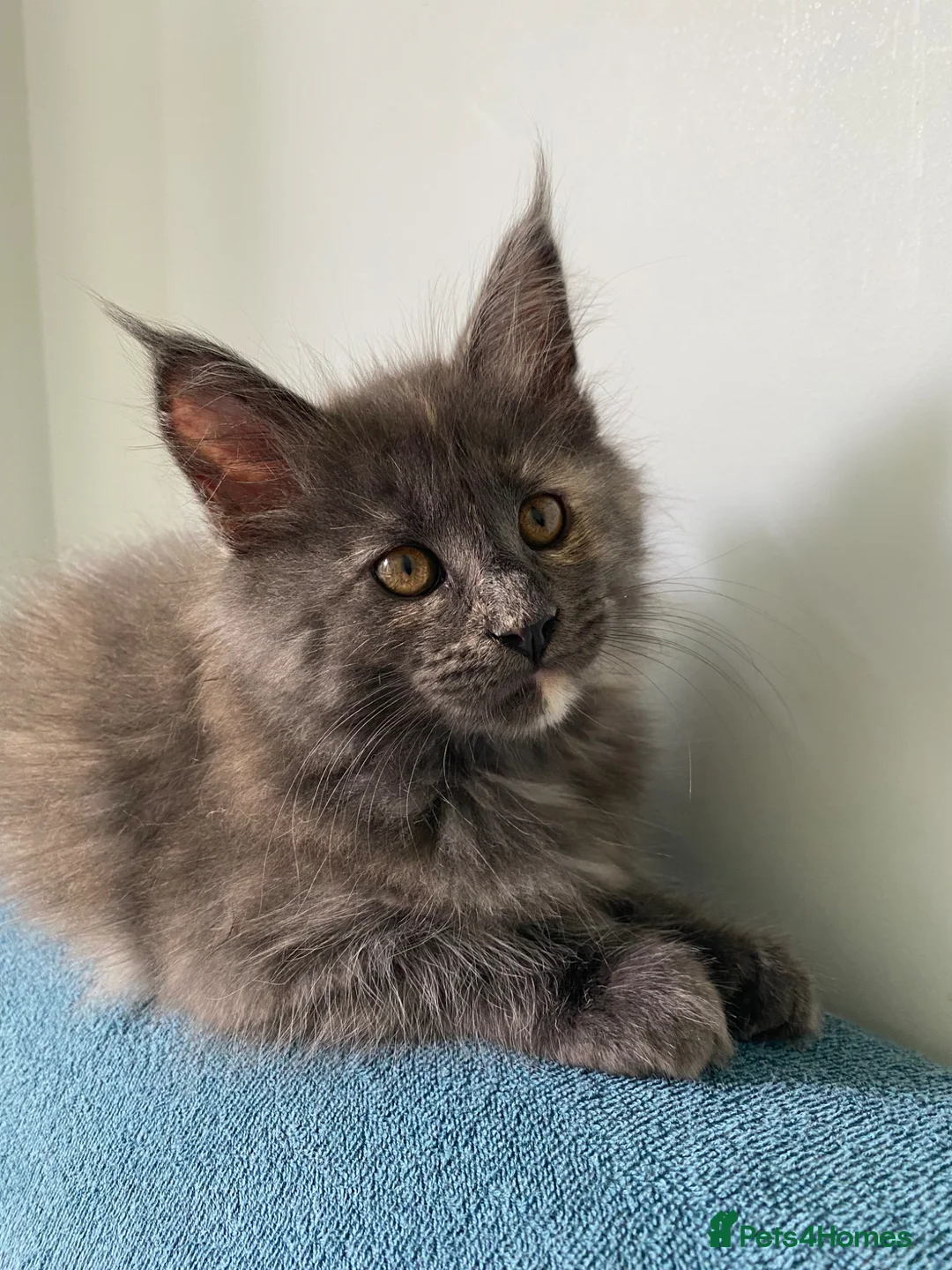 Maine Coon cats for sale: TICA - Only 1 stunning Maine coon girl left - Advert 2