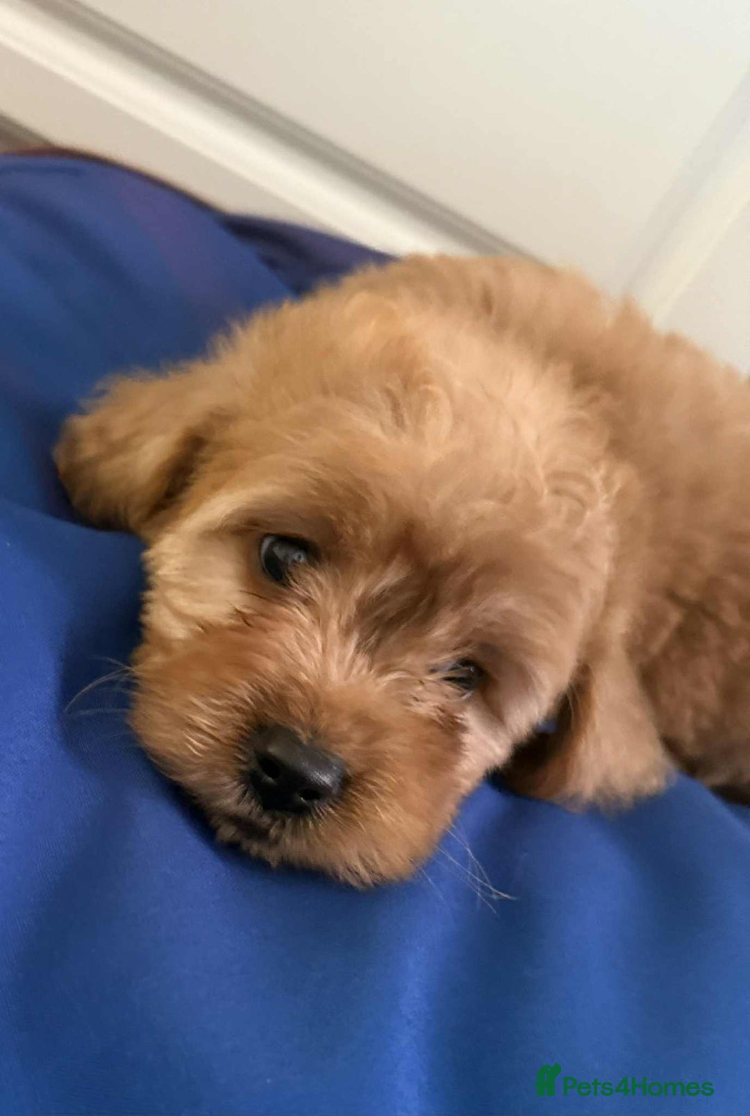 Cockapoo dogs for sale: Ready to beautiful cockapoo puppies  - Advert 6