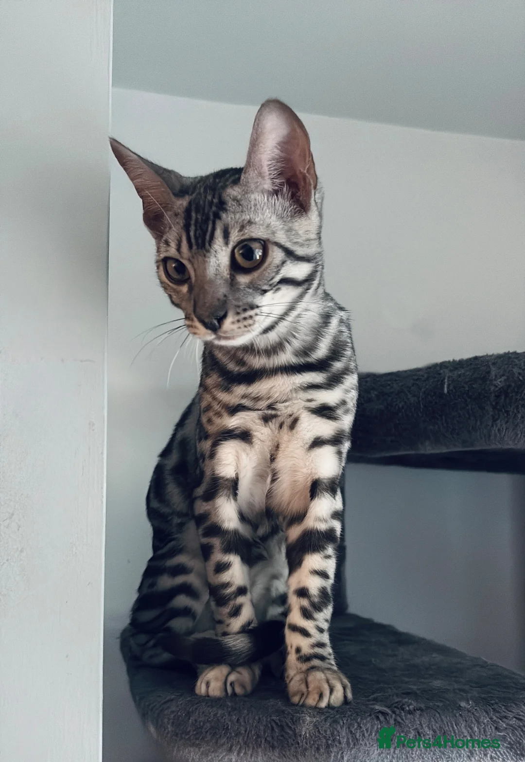 Bengal cats for sale: Silver Bengal kitten - Advert 3