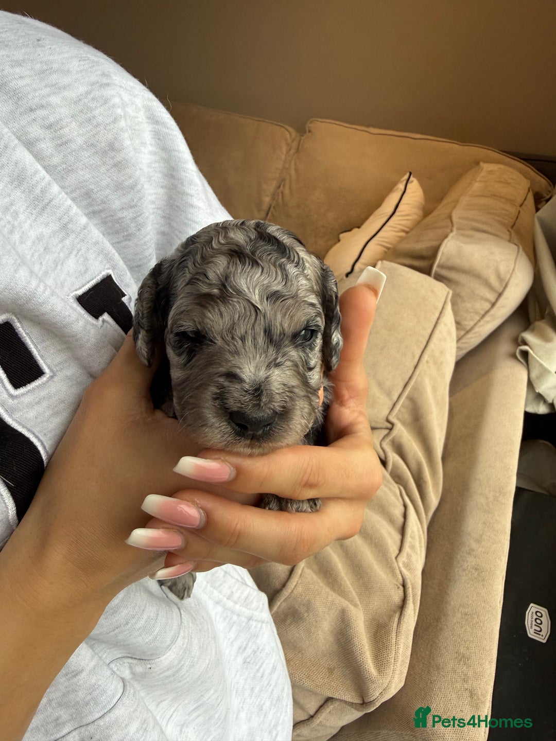 Cockapoo dogs for sale: Merle F1B Cockapoo Puppies - Image 18