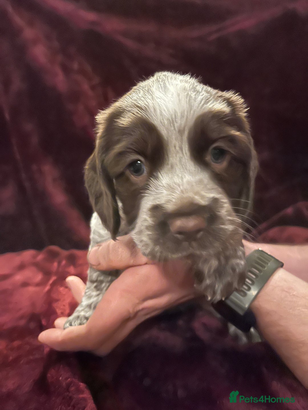 Sprocker dogs for sale: Beautiful Sprocker Spaniel Puppies  - Advert 11
