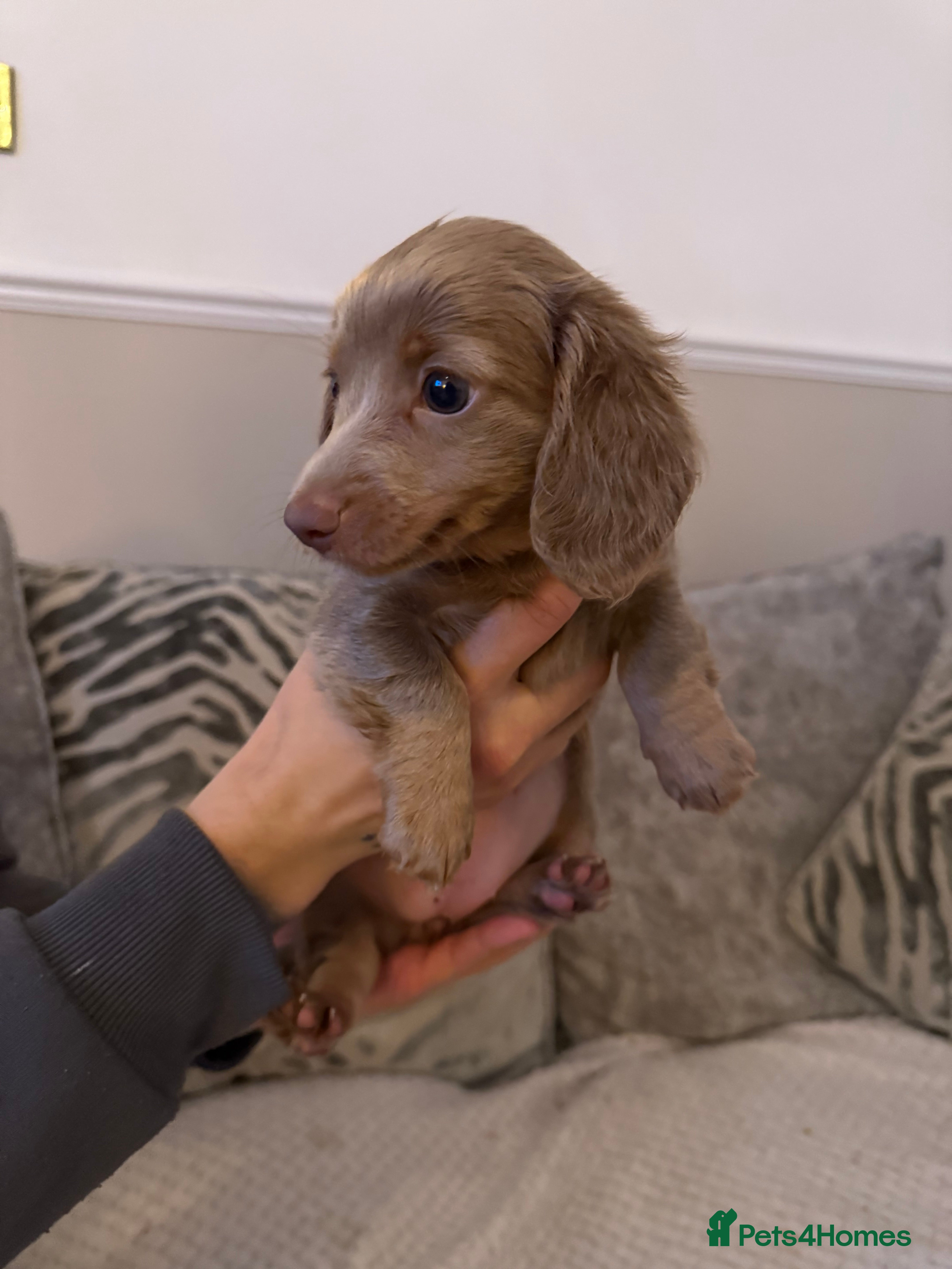 Miniature Dachshund dogs KC long haired Isabella &tan miniature dachshund - Advert 1
