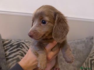 Miniature Dachshund dogs KC long haired Isabella &tan miniature dachshund - Advert 1