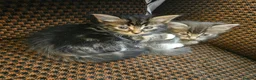 Mixed Breed cats for sale: Mixed bread long hair kittens - Advert 7