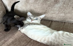 Serengeti cats for sale: Handsome tica reg black smoke male  - Image 15