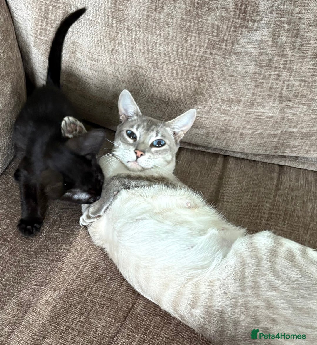 Serengeti cats for sale: Handsome tica reg black smoke male  - Image 15
