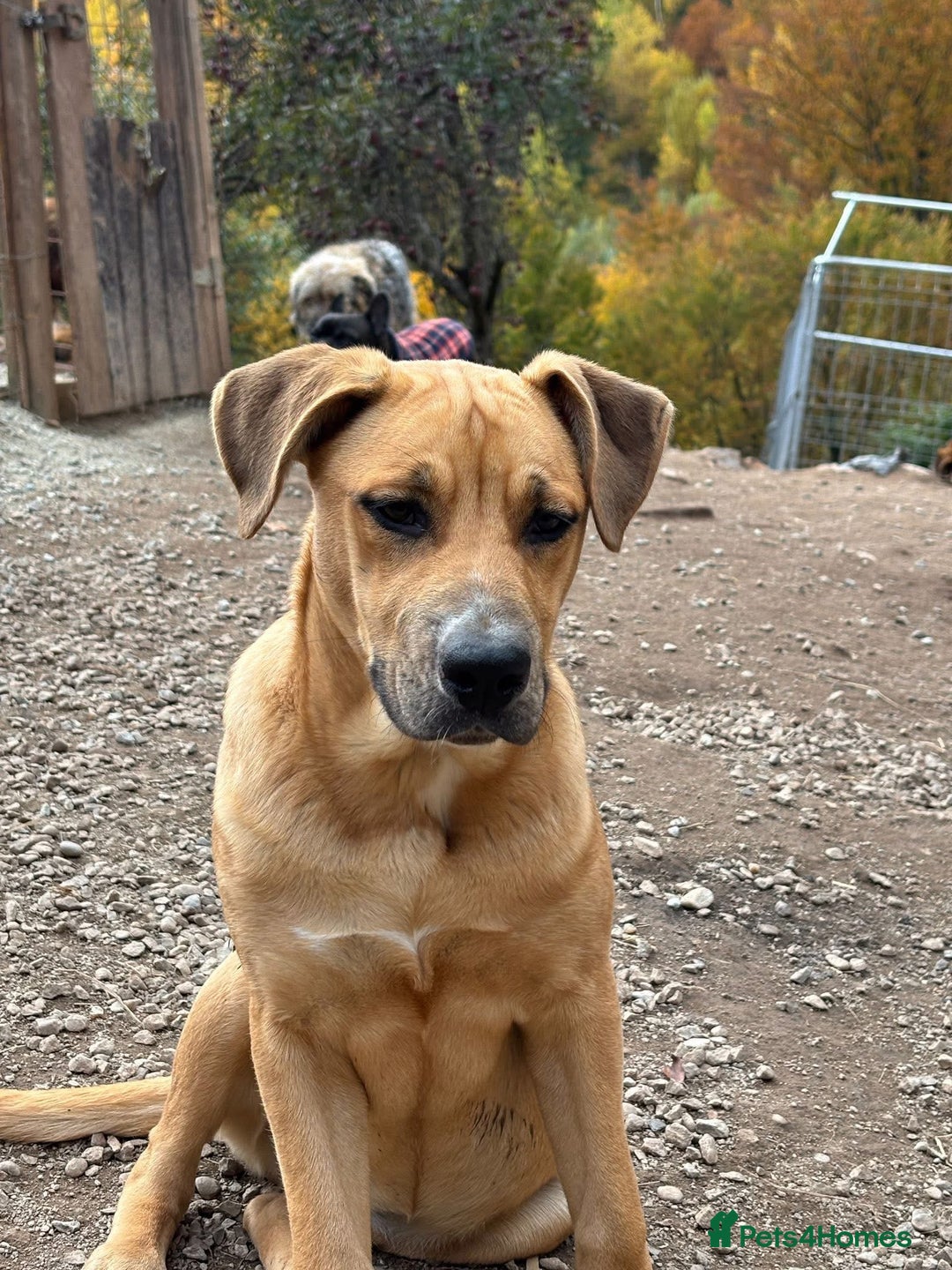 Mixed Breed dogs for adoption: Summer needs a home! - Advert 5