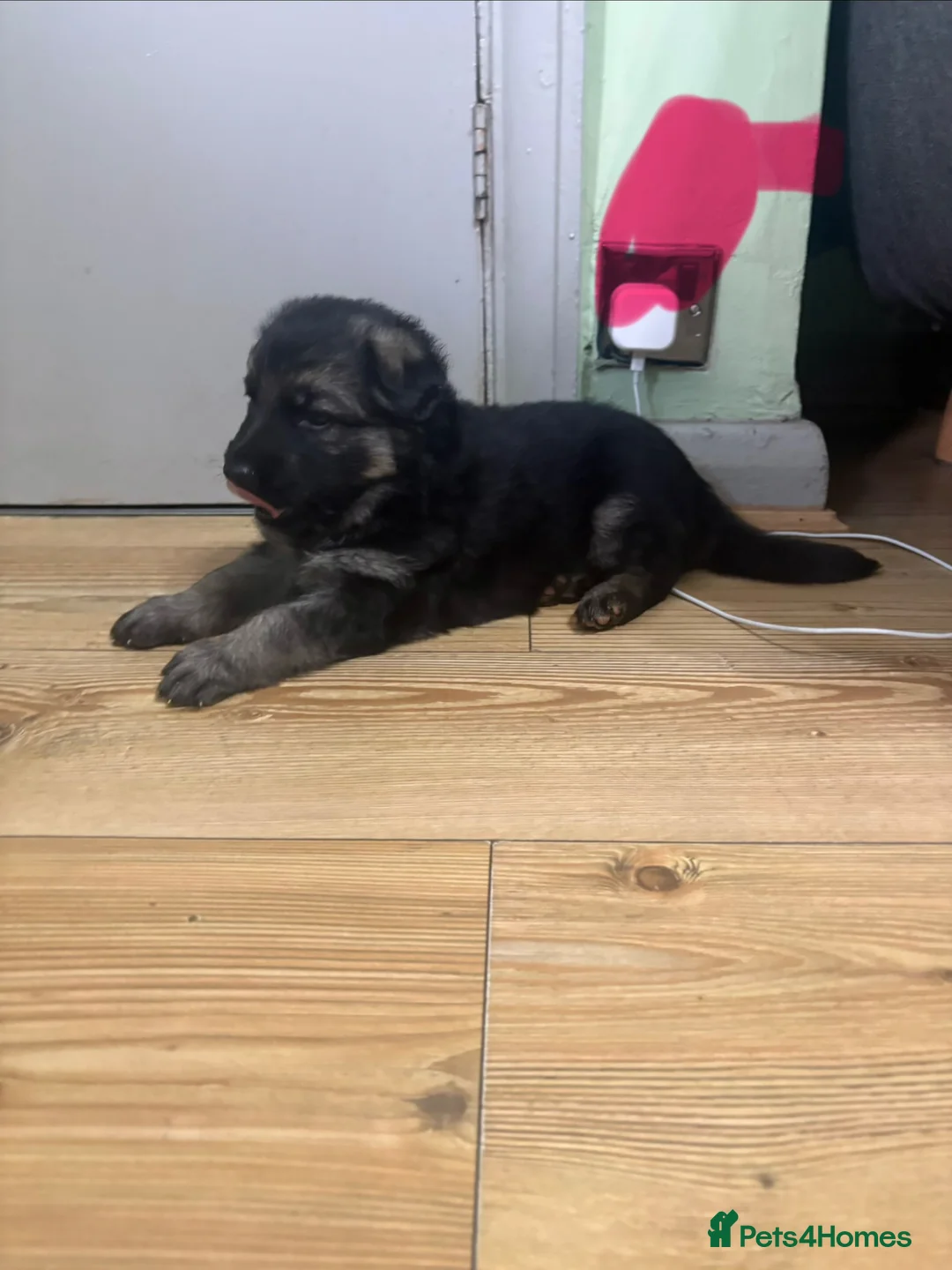 German Shepherd dogs for sale: Long hair German Shepherd  - Advert 29