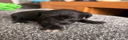 Schnoodle dogs for sale: 🐾 Adorable Schnoodle Puppies 🐾 - Advert 22