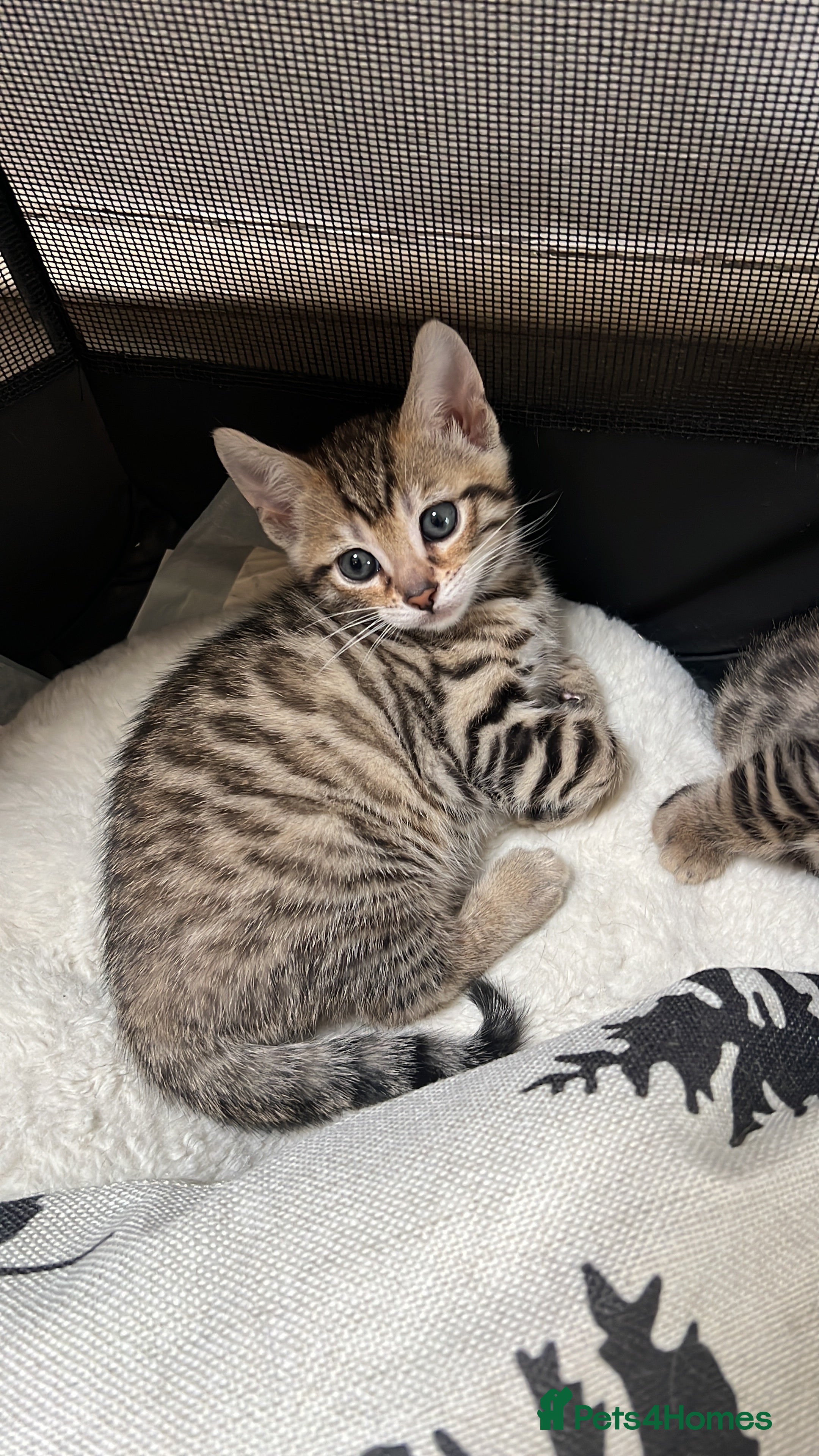 Bengal cats Two Beautiful Bengal kittens  in London - Advert 5