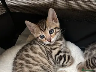 Bengal cats Two Beautiful Bengal kittens in London - Advert 5