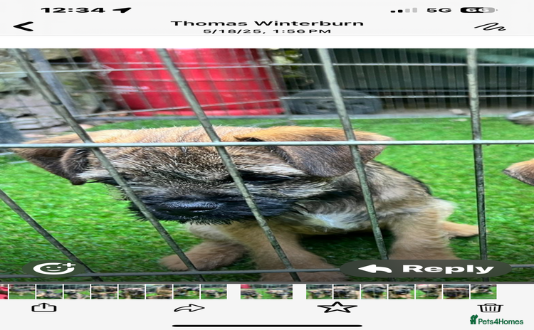 Border Terrier dogs - Advert 1