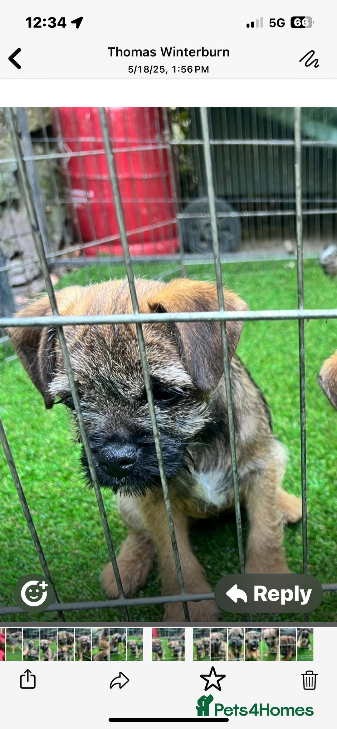 Border Terrier dogs for sale: Adorable Border Terriers - Image 1