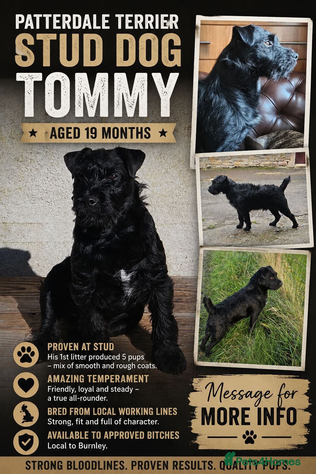 Patterdale Terrier dogs Patterdale stud dog - Advert 3