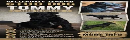 Patterdale Terrier dogs for stud: Patterdale stud dog in Burnley - Advert 1
