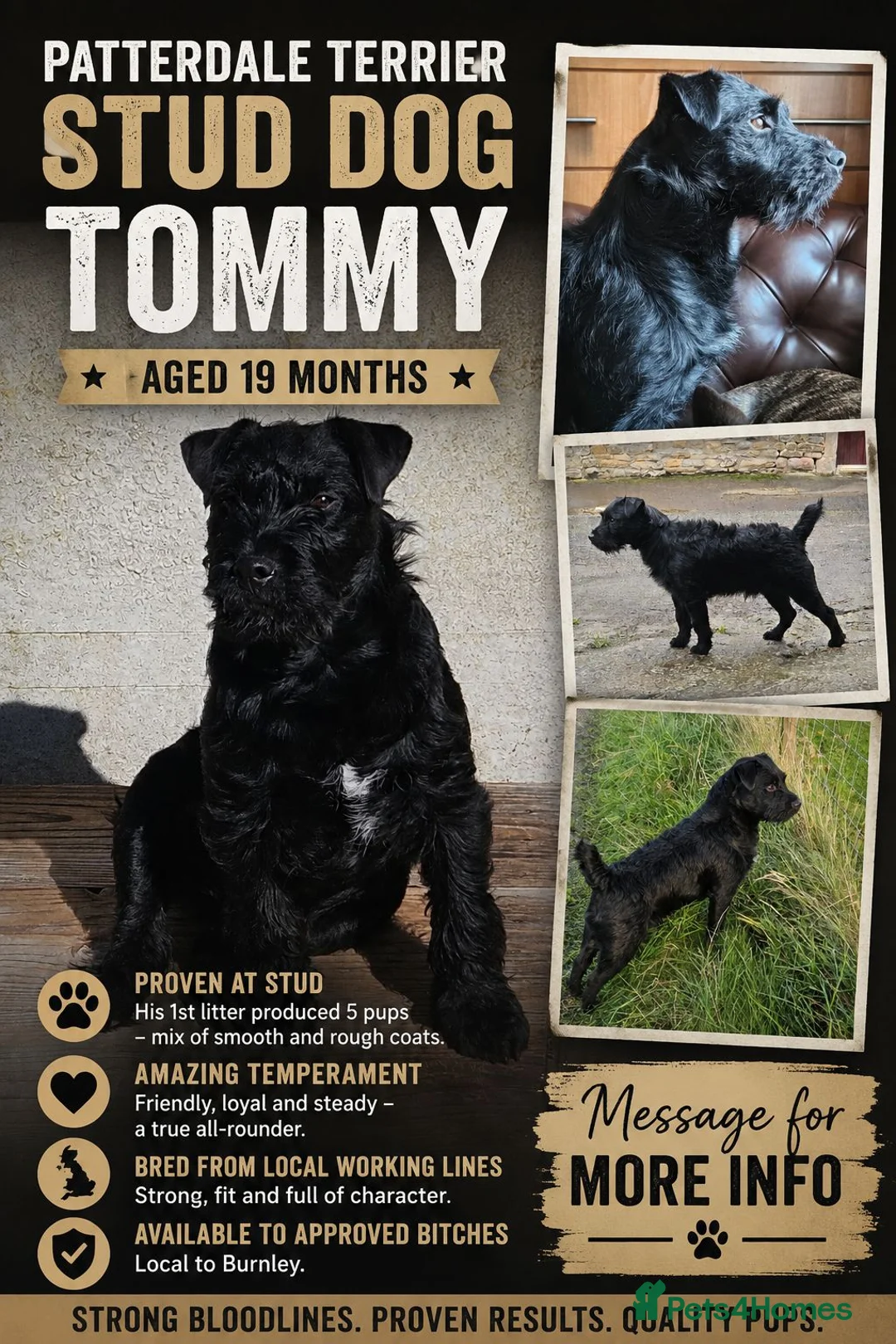 Patterdale Terrier dogs for stud: Patterdale stud dog in Burnley - Advert 1