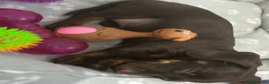  Puppy 1