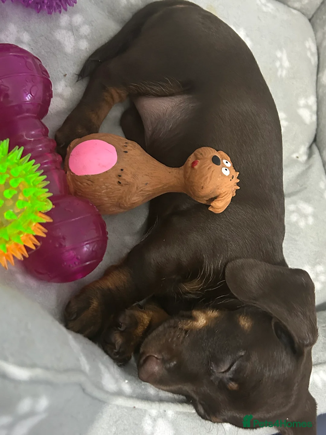 Dachshund dogs for sale: 🐶Beautiful Dachshund Puppies for Sale🐶 - Advert 1